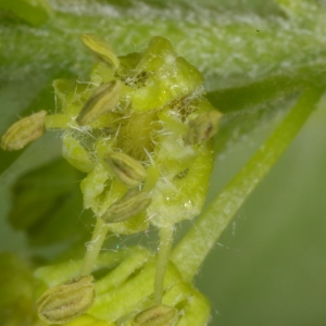 Photographie n°37333 du taxon Acer pseudoplatanus L. [1753]