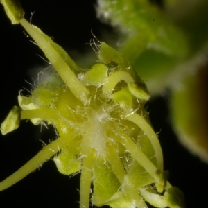 Photographie n°37334 du taxon Acer pseudoplatanus L. [1753]