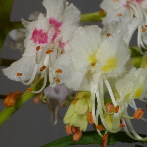 Photographie n°37407 du taxon Aesculus hippocastanum L. [1753]