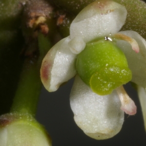 Photographie n°37437 du taxon Ilex aquifolium L. [1753]