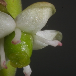 Photographie n°37438 du taxon Ilex aquifolium L. [1753]