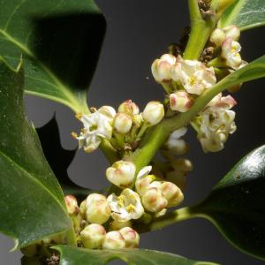 Photographie n°37451 du taxon Ilex aquifolium L. [1753]