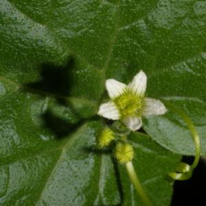 Photographie n°37453 du taxon Bryonia dioica Jacq. [1774]