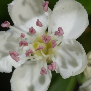 Photographie n°37473 du taxon Crataegus monogyna Jacq. [1775]