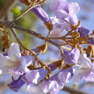 Photographie n°37479 du taxon Paulownia tomentosa (Thunb.) Steud. [1841]