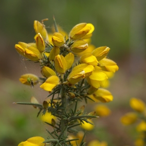 Photographie n°37506 du taxon Ulex europaeus subsp. europaeus