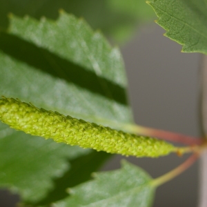 Photographie n°37513 du taxon Populus tremula L. [1753]