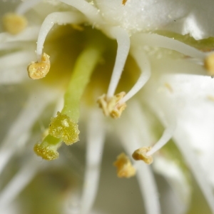 Sorbus torminalis (L.) Crantz (Alisier des bois)