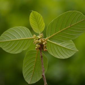 Photographie n°37522 du taxon Frangula dodonei subsp. dodonei