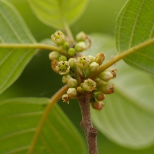 Photographie n°37523 du taxon Frangula dodonei subsp. dodonei