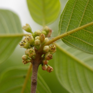 Photographie n°37525 du taxon Frangula dodonei subsp. dodonei