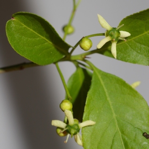 Photographie n°37540 du taxon Euonymus europaeus L. [1753]