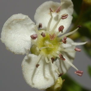 Photographie n°37547 du taxon Crataegus monogyna Jacq. [1775]