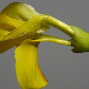 Photographie n°37549 du taxon Hippocrepis emerus (L.) Lassen [1989]