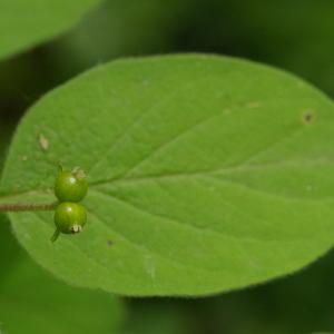 Photographie n°37606 du taxon Lonicera xylosteum L. [1753]