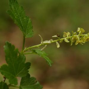 Photographie n°37625 du taxon Ribes alpinum L. [1753]