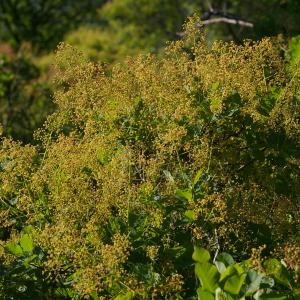 Photographie n°37656 du taxon Cotinus coggygria Scop. [1771]