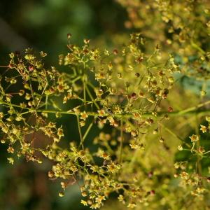 Photographie n°37659 du taxon Cotinus coggygria Scop. [1771]