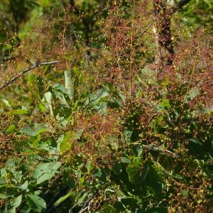 Photographie n°37662 du taxon Cotinus coggygria Scop. [1771]