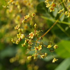 Photographie n°37663 du taxon Cotinus coggygria Scop. [1771]