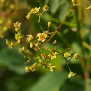 Photographie n°37664 du taxon Cotinus coggygria Scop. [1771]