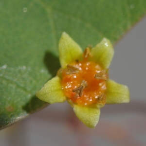 Photographie n°37669 du taxon Cotinus coggygria Scop. [1771]