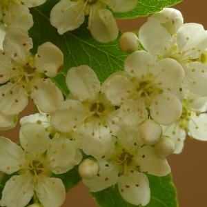 Photographie n°37690 du taxon Pyracantha pauciflora (Poir.) M.Roem. [1847]