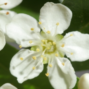 Photographie n°37691 du taxon Pyracantha pauciflora (Poir.) M.Roem. [1847]