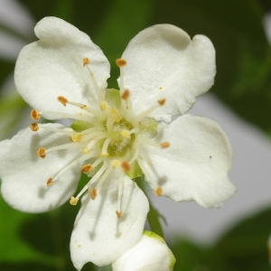 Photographie n°37692 du taxon Pyracantha pauciflora (Poir.) M.Roem. [1847]