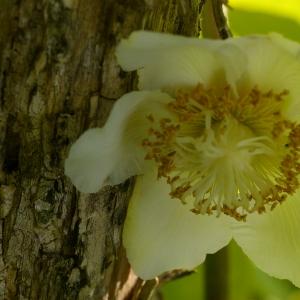 Photographie n°37706 du taxon Actinidia deliciosa (A.Chev.) C.F.Liang & A.R.Ferguson [1984]