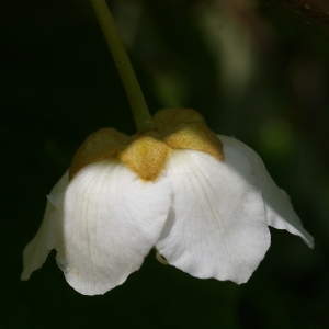  - Actinidia deliciosa (A.Chev.) C.F.Liang & A.R.Ferguson [1984]