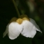  Michel POURCHET  - Actinidia deliciosa (A.Chev.) C.F.Liang & A.R.Ferguson [1984]