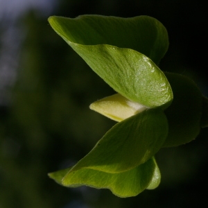 Actinidia latifolia var. deliciosa A.Chev. (Kiwi)