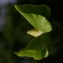  Michel POURCHET  - Actinidia deliciosa (A.Chev.) C.F.Liang & A.R.Ferguson [1984]