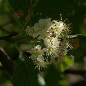 Photographie n°37717 du taxon Sorbus aria (L.) Crantz [1763]