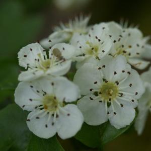 Photographie n°37720 du taxon Crataegus monogyna Jacq. [1775]