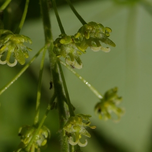 Photographie n°37721 du taxon Acer pseudoplatanus L. [1753]