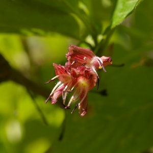 Photographie n°37723 du taxon Lonicera alpigena L. [1753]