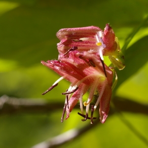 Photographie n°37725 du taxon Lonicera alpigena L. [1753]