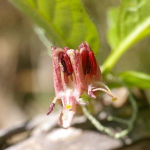 Photographie n°37726 du taxon Lonicera alpigena L. [1753]