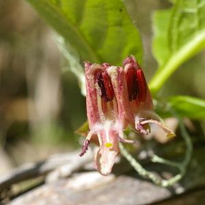 Photographie n°37727 du taxon Lonicera alpigena L. [1753]