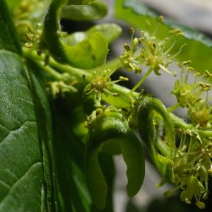 Photographie n°37729 du taxon Acer pseudoplatanus L. [1753]