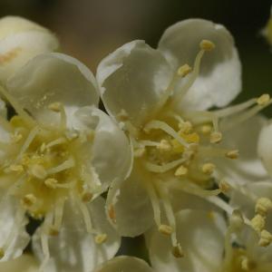 Photographie n°37741 du taxon Sorbus aucuparia L. [1753]