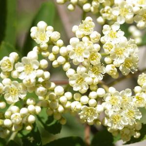  - Sorbus aucuparia L. [1753]