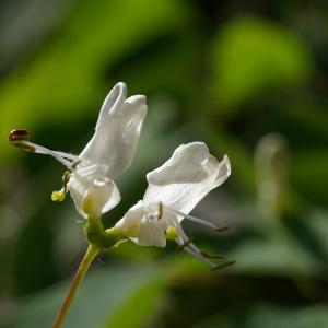 Photographie n°37786 du taxon Lonicera nigra L. [1753]