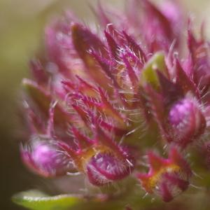 Photographie n°37799 du taxon Origanum vulgare L. [1753]