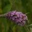  Michel POURCHET  - Buddleja davidii Franch. [1887]