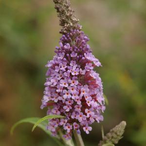 Photographie n°37830 du taxon Buddleja davidii Franch. [1887]