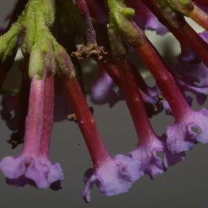 Photographie n°37841 du taxon Buddleja davidii Franch. [1887]