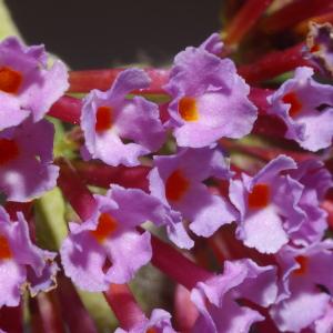 Photographie n°37842 du taxon Buddleja davidii Franch. [1887]